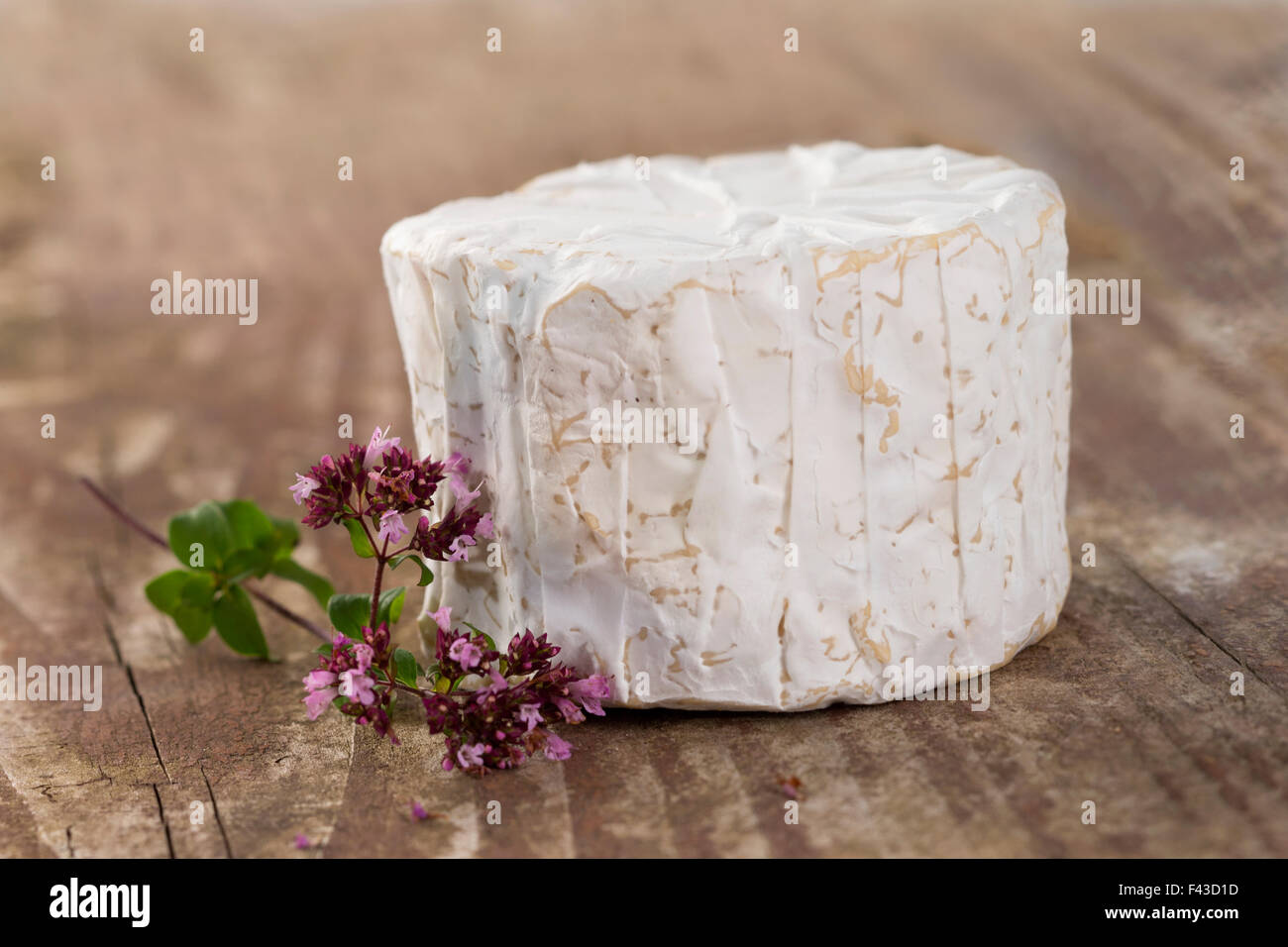 Moisi français le fromage bleu d'Auvergne Banque D'Images