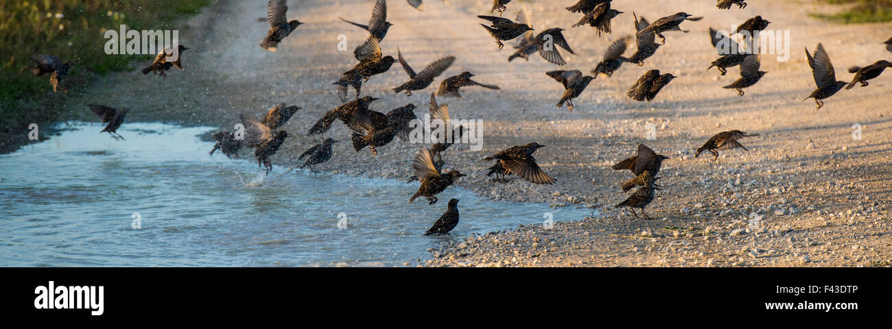 Groupe d'étourneau sansonnet (Sturnus vulgaris) Echelle et boire à une piscine sur une route de campagne Banque D'Images
