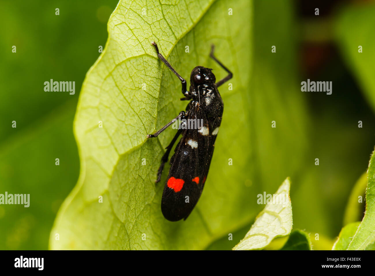 Insecte cigale reposant sur feuille verte Banque D'Images