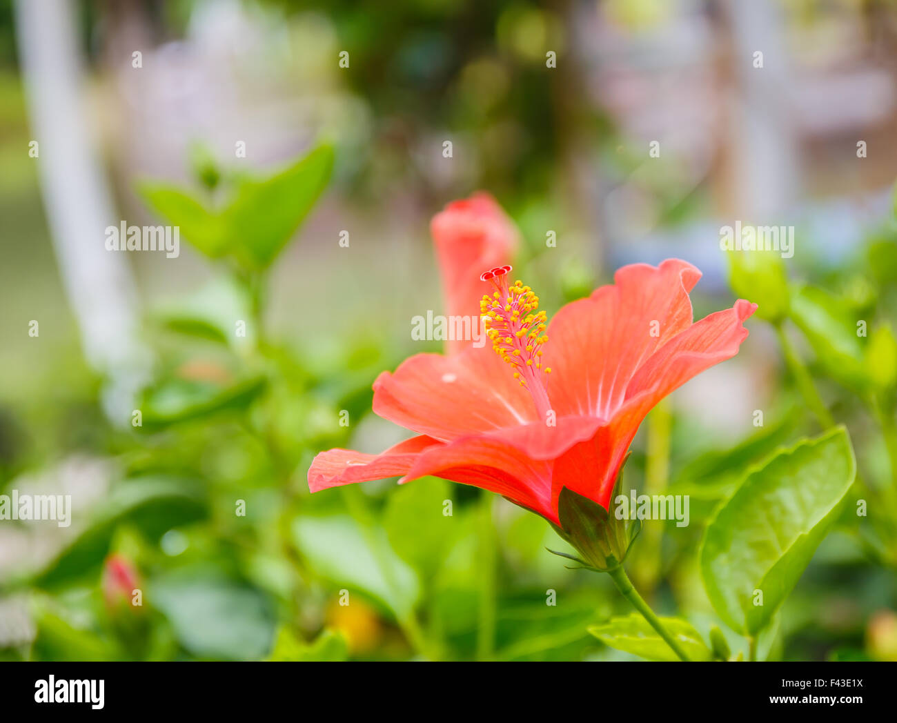 Fleur d'hibiscus dans jardin close up Banque D'Images