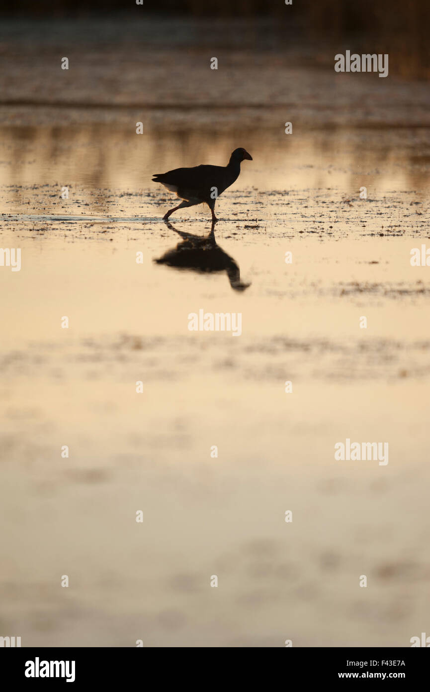 Western talève sultane (Porphyrio porphyrio) à l'Aufacada dans le Delta de l'Ebre Banque D'Images