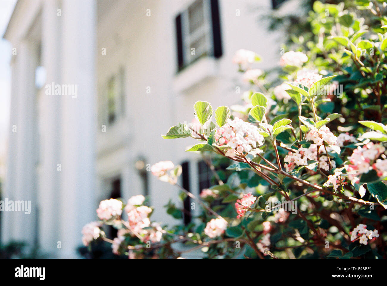 Vue extérieure de l'hôtel et restaurant, avec la floraison des roses et magnolia dans le jardin. Banque D'Images