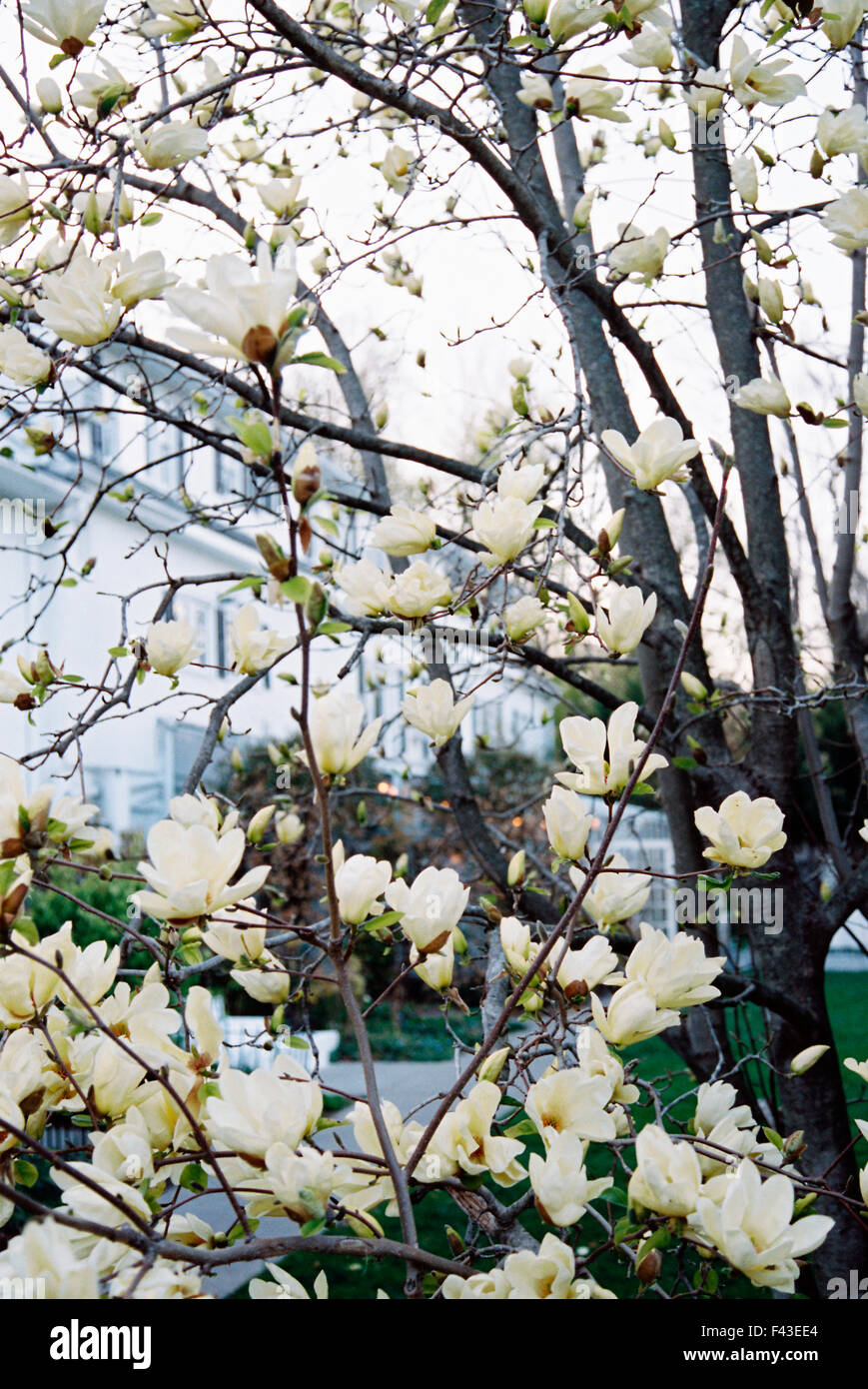 Un magnolia à grandes fleurs crème, floraison dans un jardin de l'hôtel. Banque D'Images