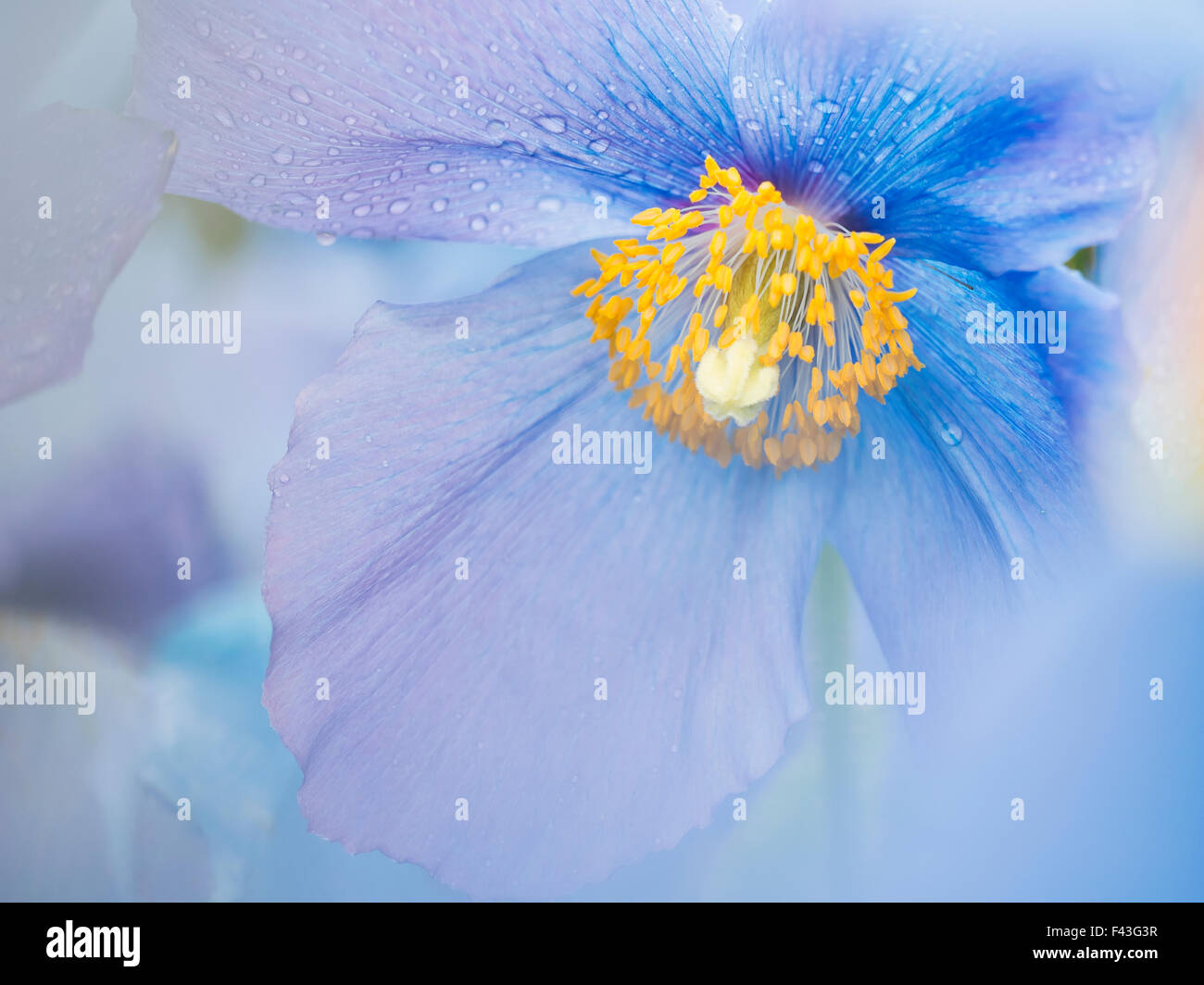 Une fleur de pavot bleu, Close up avec des gouttes de pluie sur les pétales. Banque D'Images