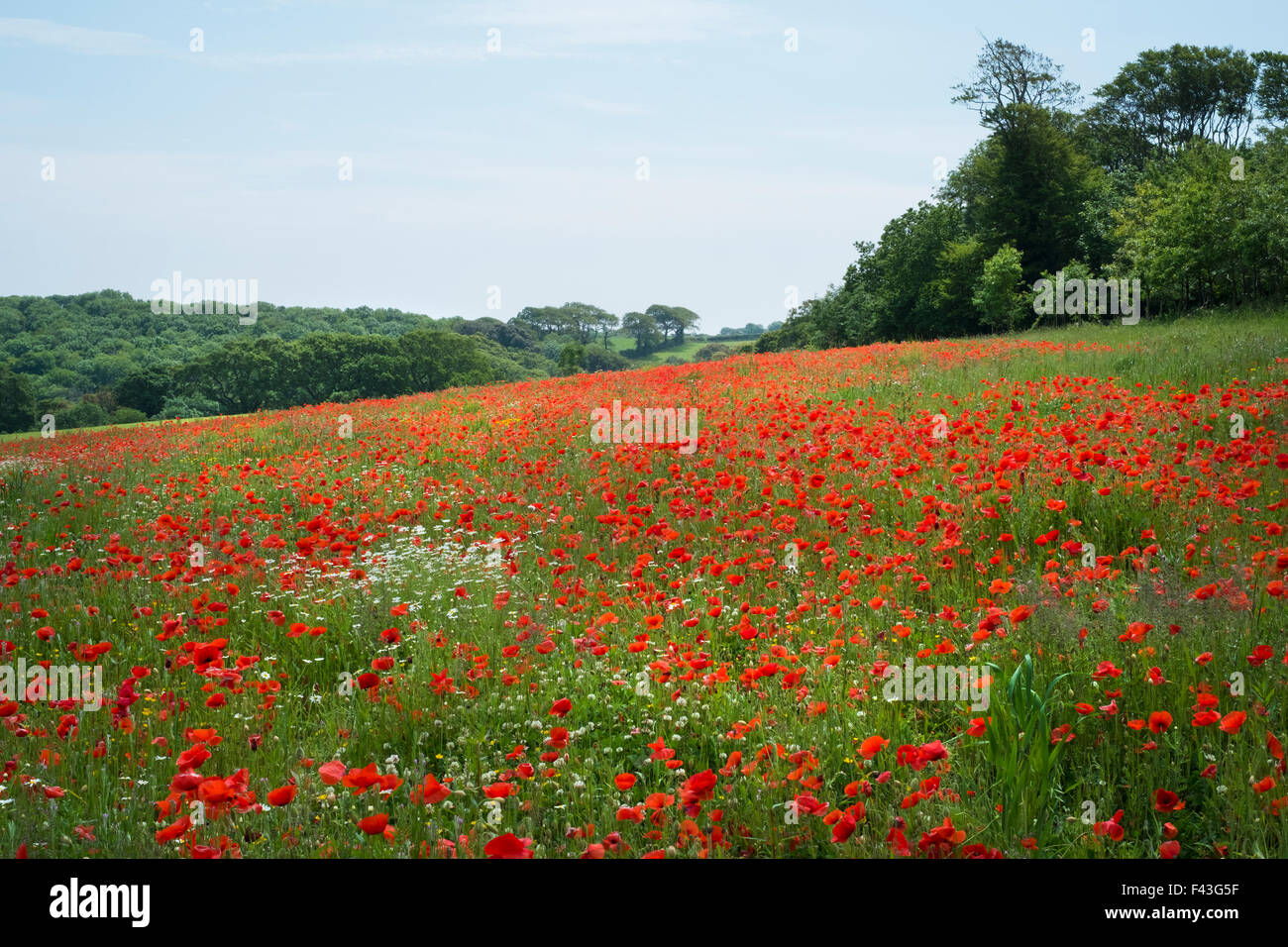 Un champ de coquelicots rouges floraison n l'herbe dans un champ. L'été. Banque D'Images