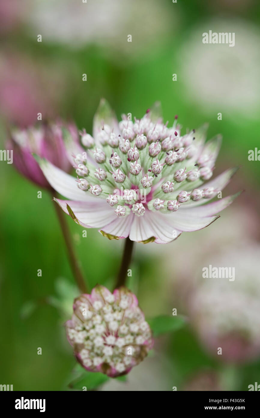 Astrantia une plante en fleurs dans un jardin avec flowerheads délicate. Banque D'Images