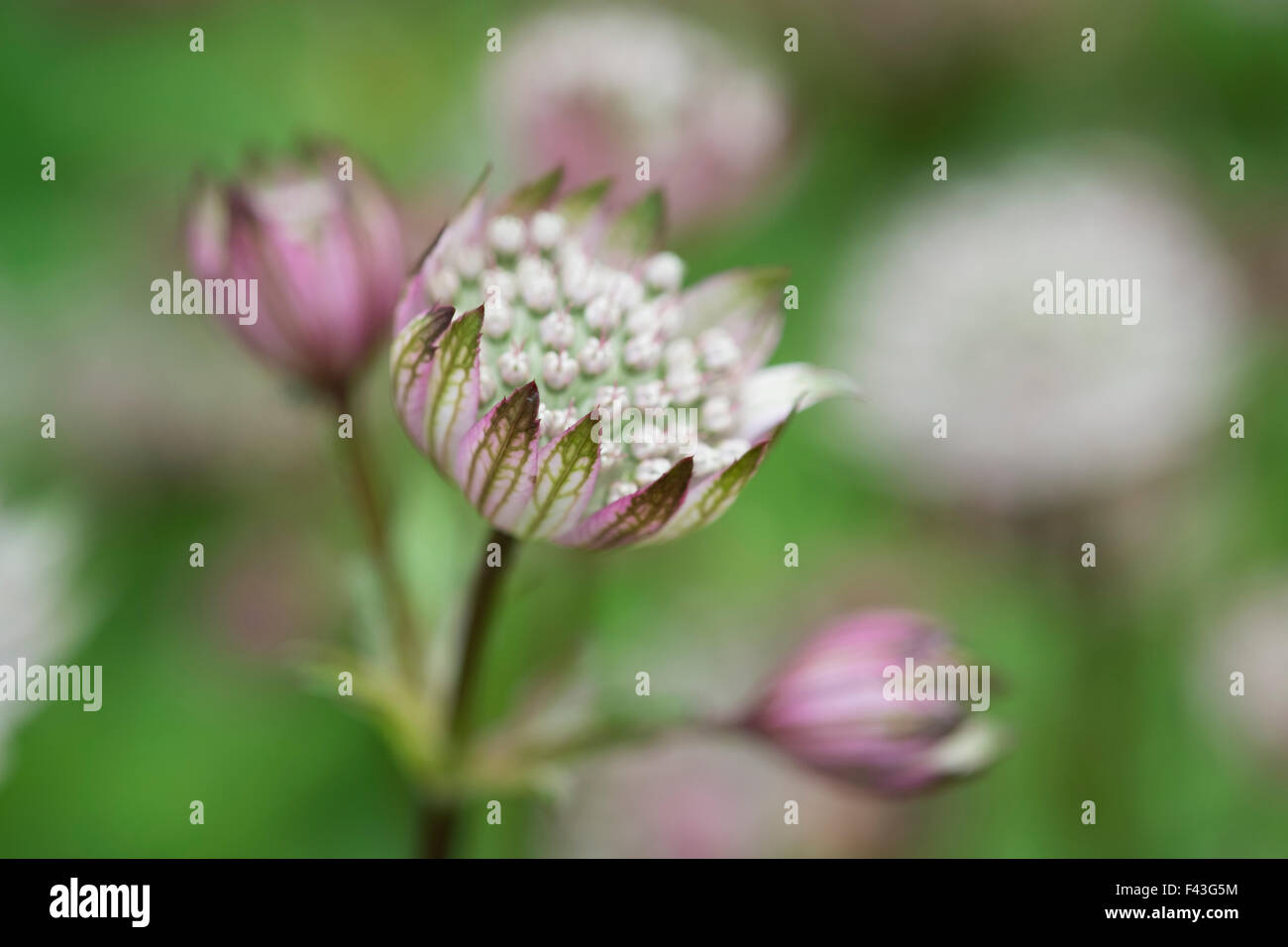 Astrantia une plante en fleurs dans un jardin avec flowerheads délicate. Banque D'Images