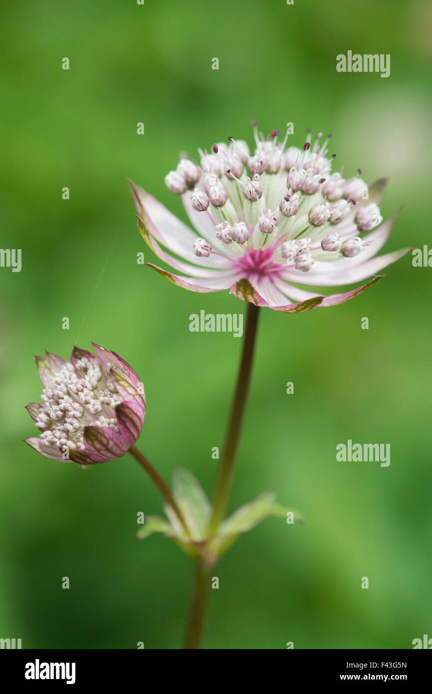 Astrantia une plante en fleurs dans un jardin avec flowerheads délicate. Banque D'Images
