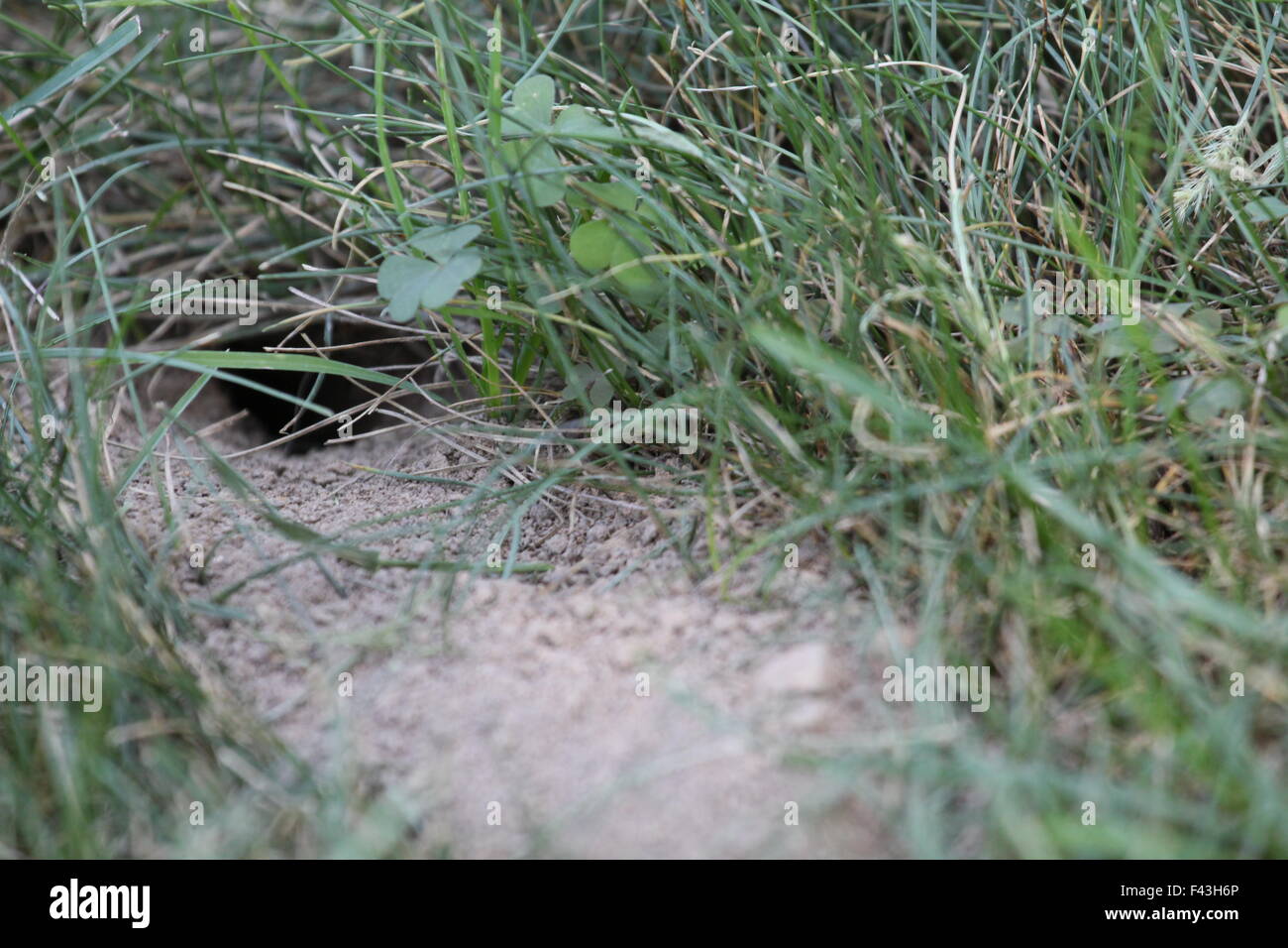 Cigale killer's burrow dans l'herbe. Banque D'Images
