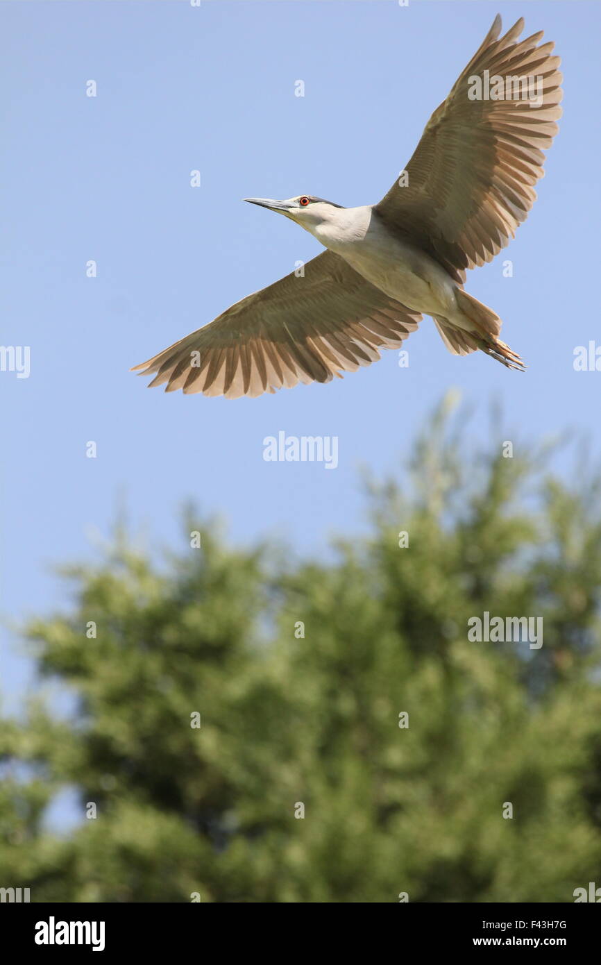 Heron volant au-dessus d'un arbre. Banque D'Images
