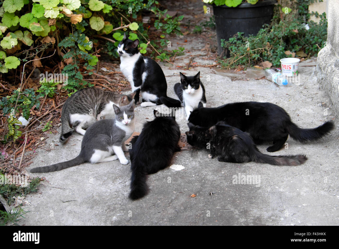 Un groupe d'affamés chats village de manger des aliments à Bellapais Chypre Nord KATHY DEWITT Banque D'Images