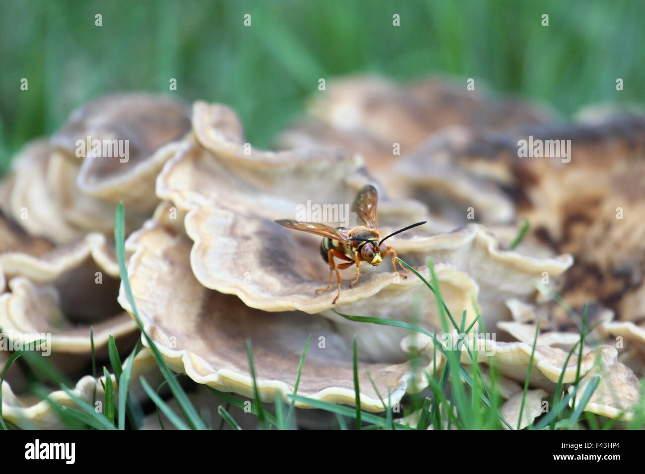 Tueur de cigale perchée sur un champignon. Banque D'Images