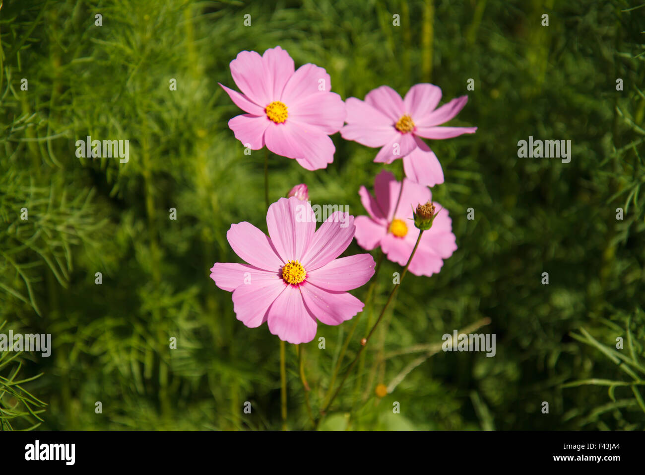 Cosmos fleur dans jardin Banque D'Images