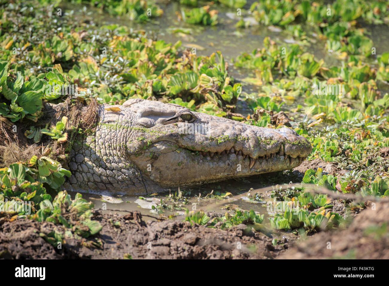 Le crocodile du Nil (Crocodylus niloticus), South Luangwa National Park, États-Unis Banque D'Images