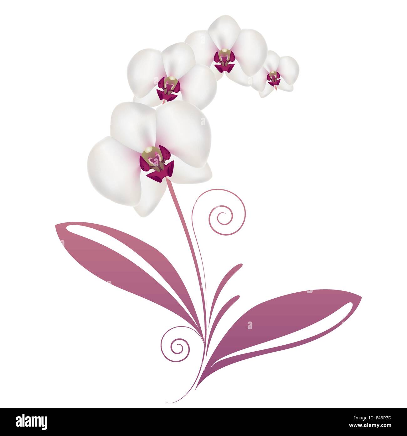 Vector orchidée Illustration de Vecteur