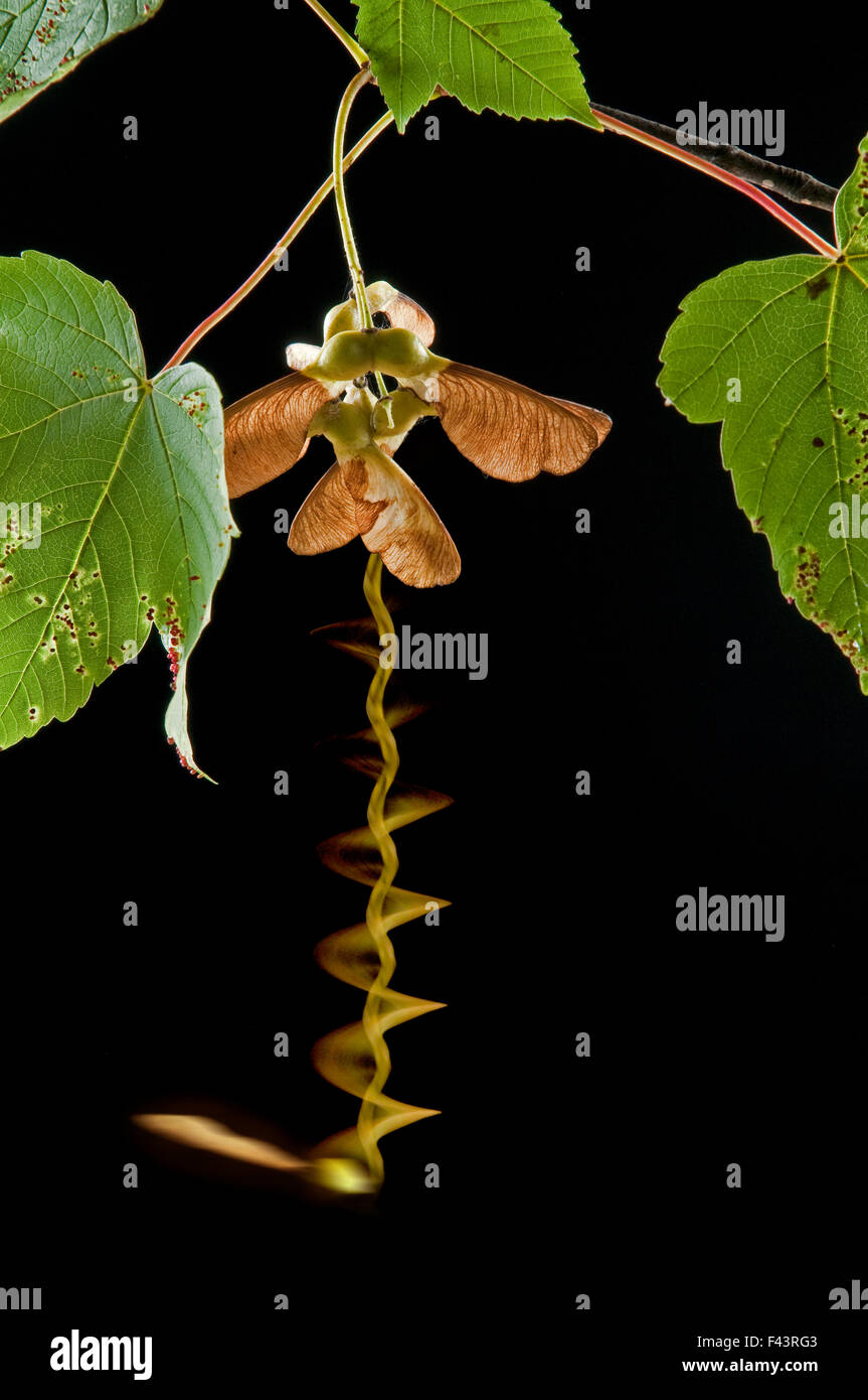Semence de l'érable sycomore (Acer pseudoplatanus) arbre qui tombe en automne. L'exposition longue Banque D'Images