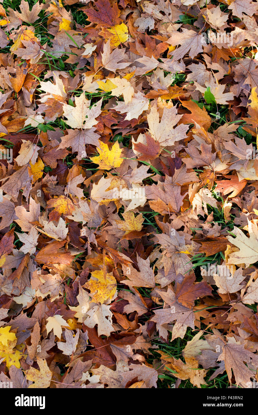 Acer Saccharum nigrum. Tombée de l'érable noir les feuilles des arbres en automne sur le terrain Banque D'Images