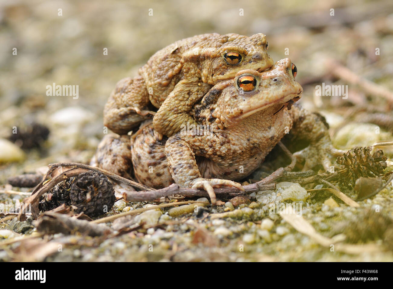 Crapaud commun Banque D'Images