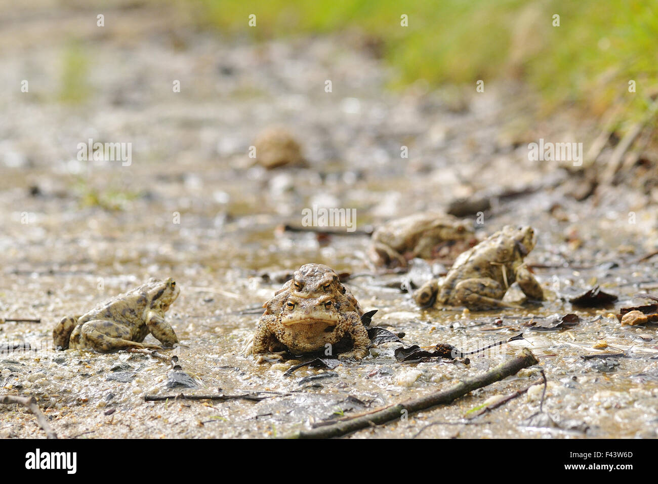 Crapaud commun Banque D'Images