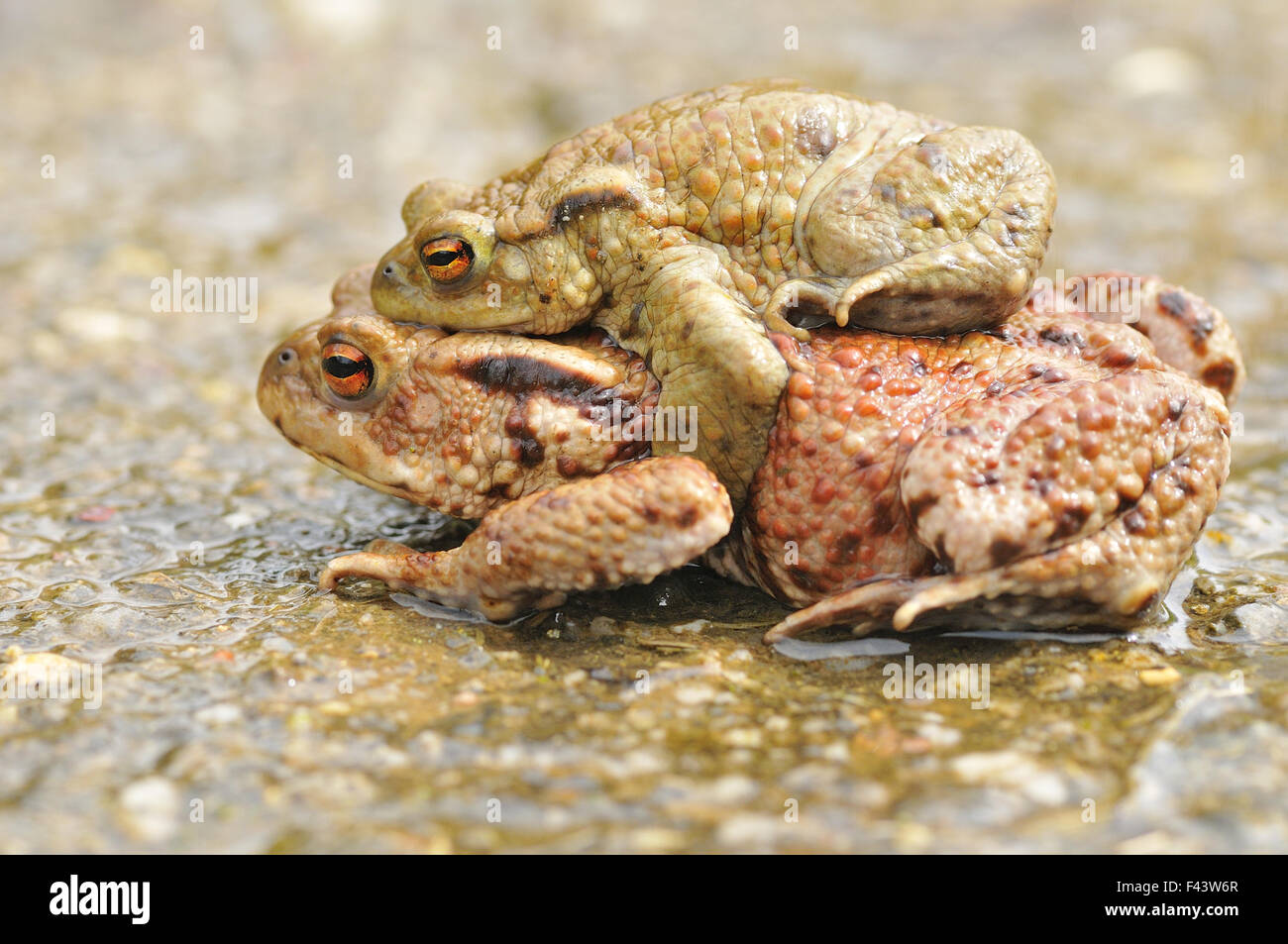 Crapaud commun Banque D'Images