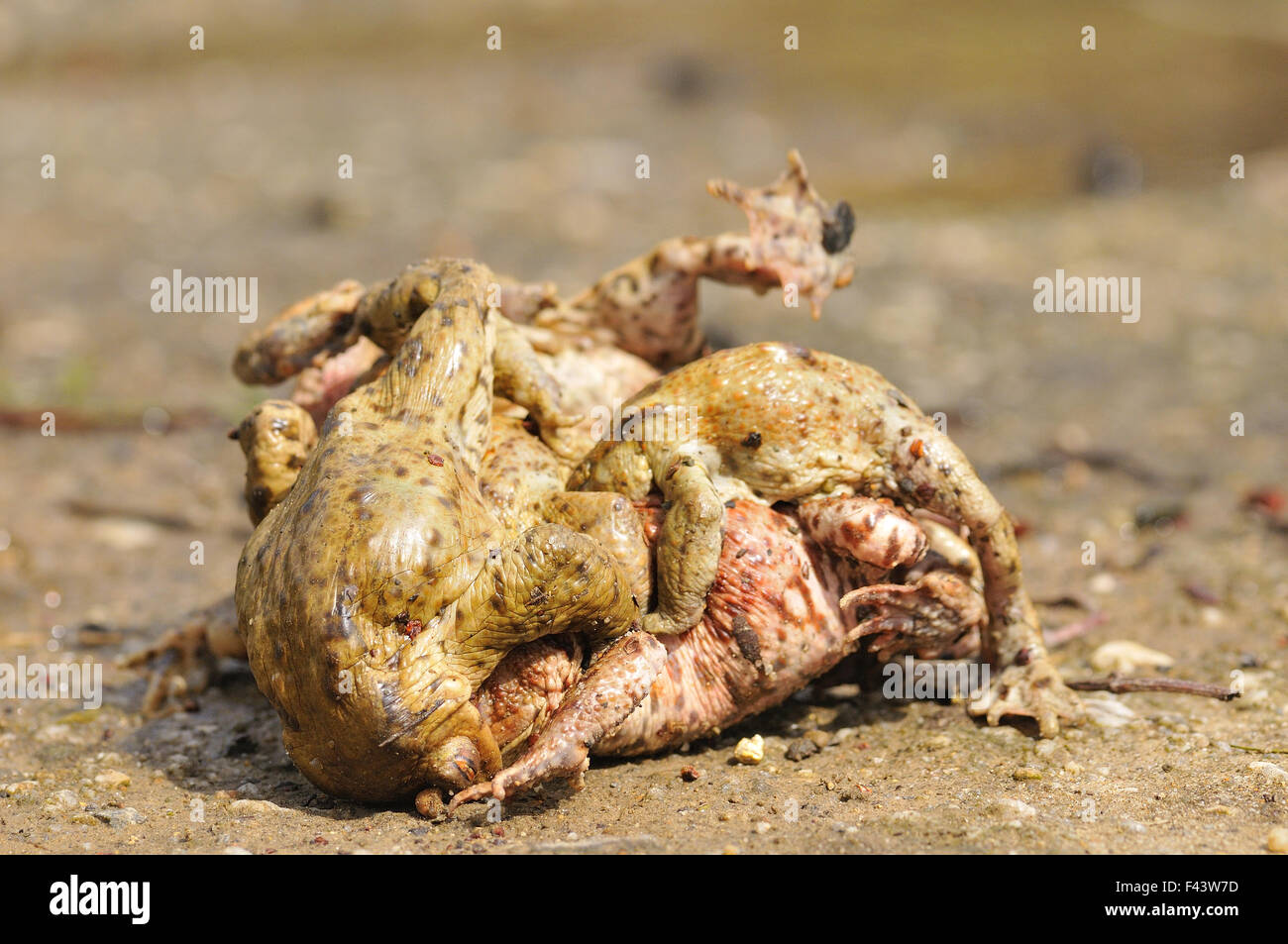 Crapaud commun Banque D'Images