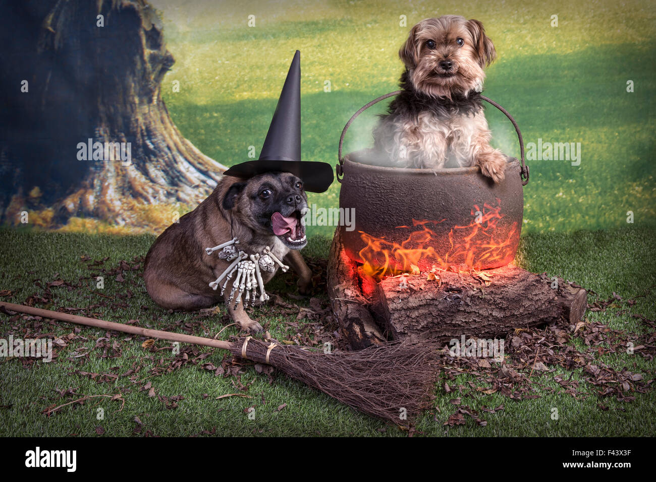 Image de Halloween comique deux chiens, l'un comme une sorcière et un filtre dans la marmite ajouté pour faire plus doux et plus surréaliste de l'image Banque D'Images