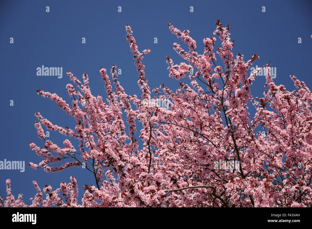 Feuilles pourpre-prune Banque D'Images