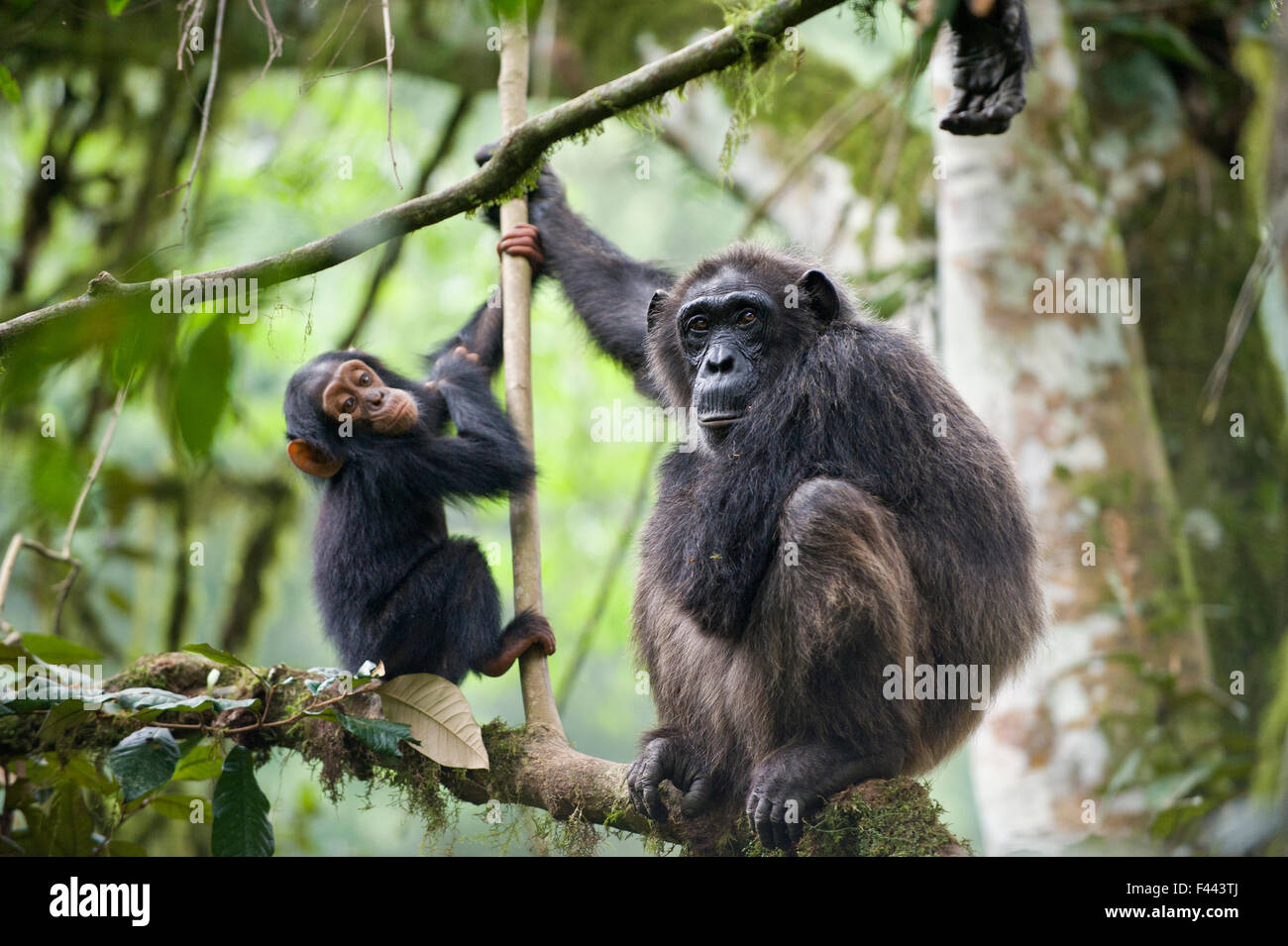 Chimpanzé (Pan troglodytes) la mère et l'enfant de deux ans et demi, la forêt tropicale, à l'ouest de l'Ouganda Banque D'Images