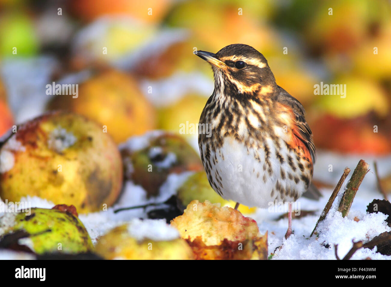 Redwing (Turdus iliacus) en hiver sur les pommes d'aubaine. Dorset, UK, décembre 2010. Banque D'Images