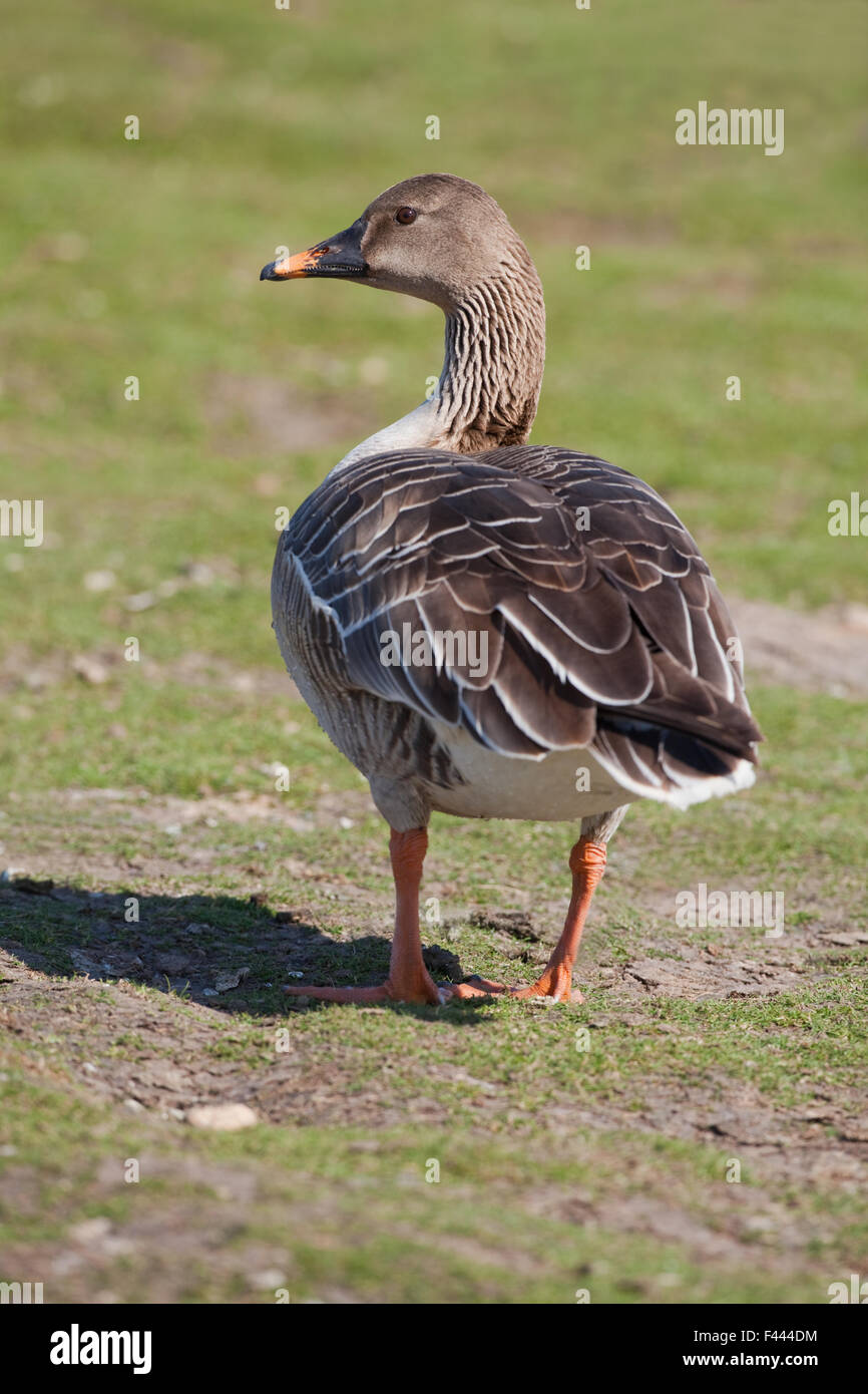 Bean goose (Anser fabilis). De la forme ou de la race connue sous le nom de taïga, bec jaune ou de l'Ouest (Anser fabilis fabilis). Banque D'Images