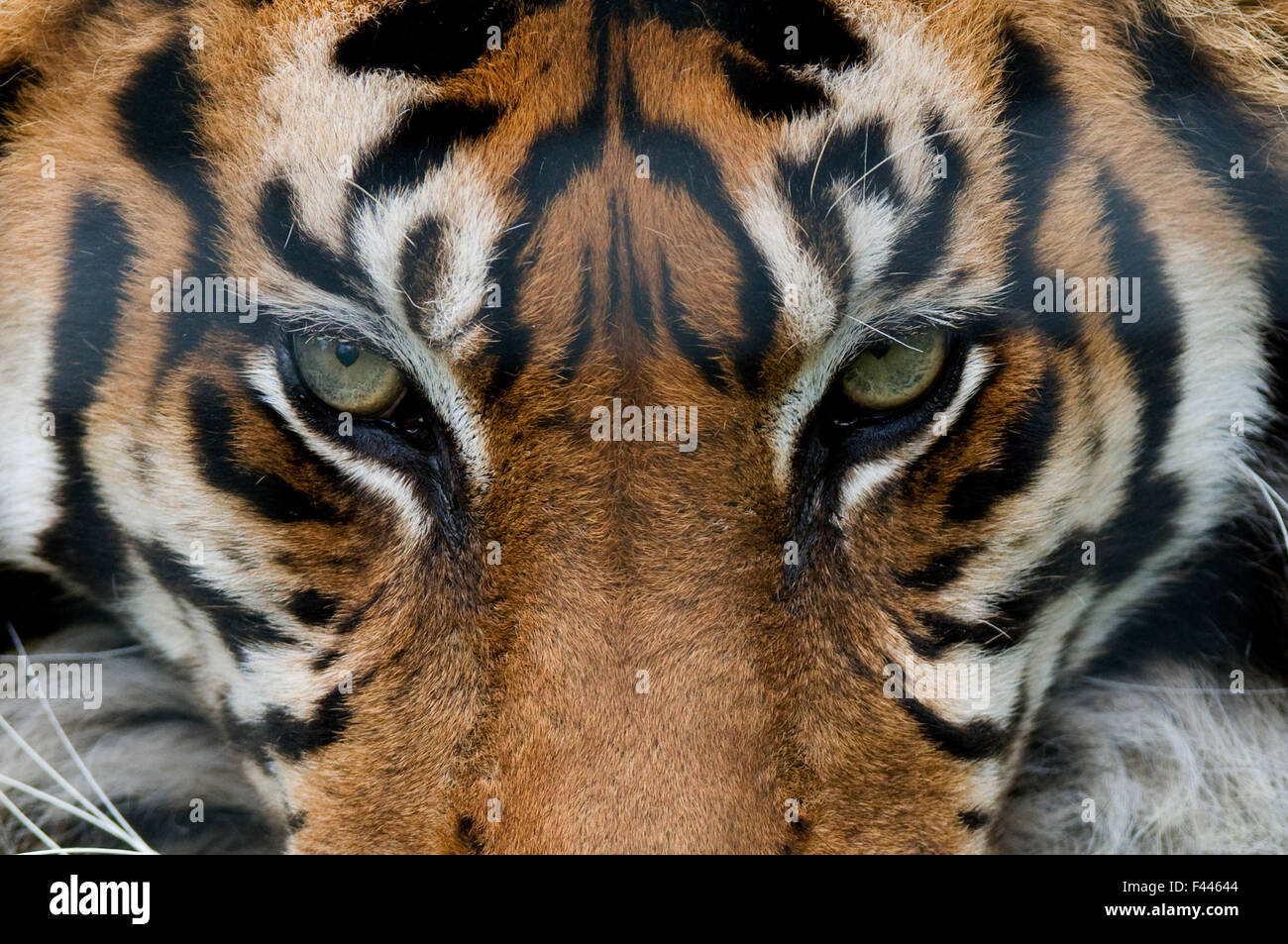 Tigre de Sumatra (Panthera tigris sumatrae) gros plan des yeux, captive Banque D'Images