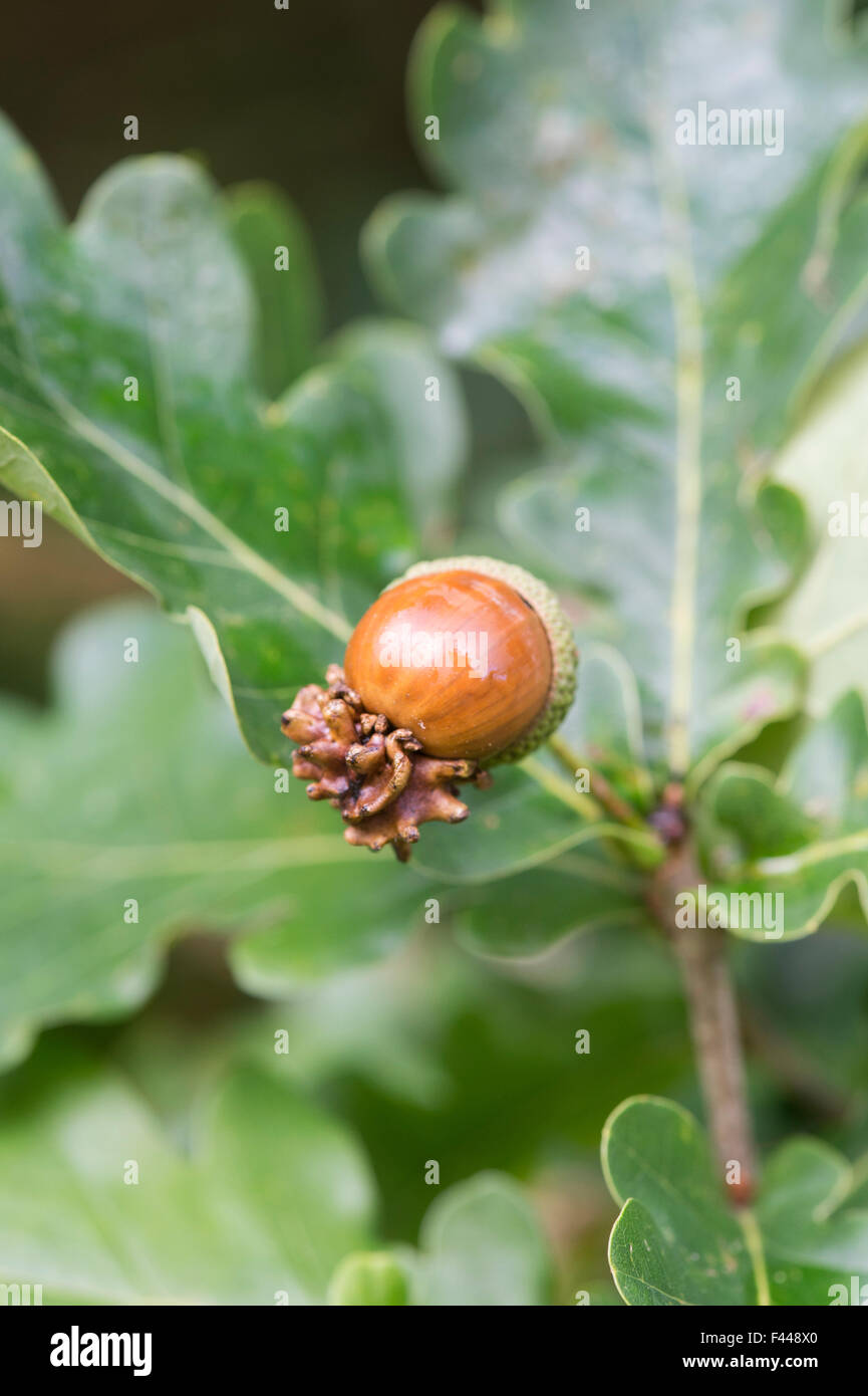 Quercus robur. Knopper des galles sur les fruits mûrs de l'acorn chêne commun Banque D'Images