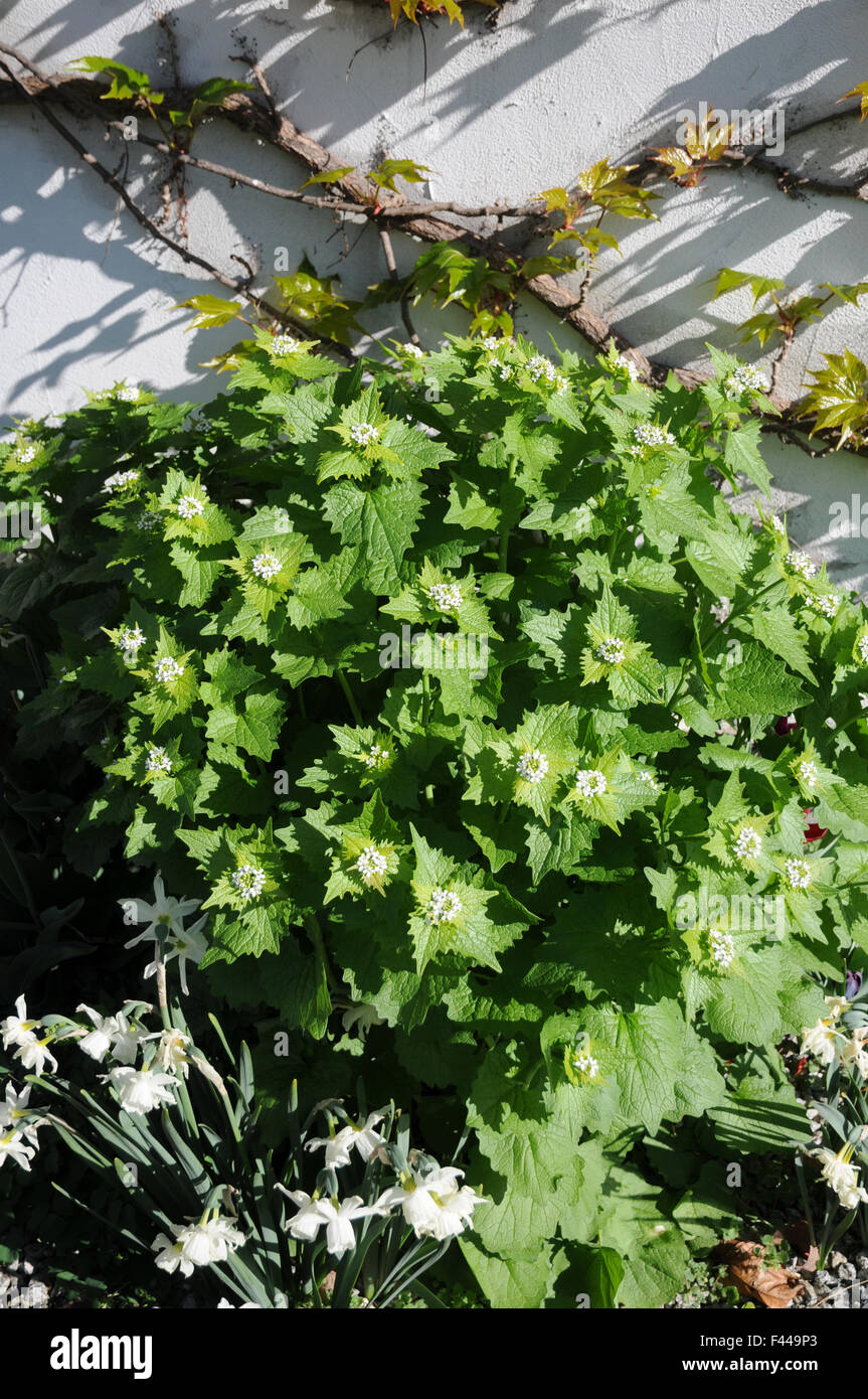 Ail de la haie Banque D'Images