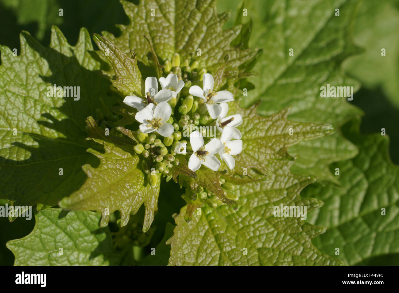 Ail de la haie Banque D'Images