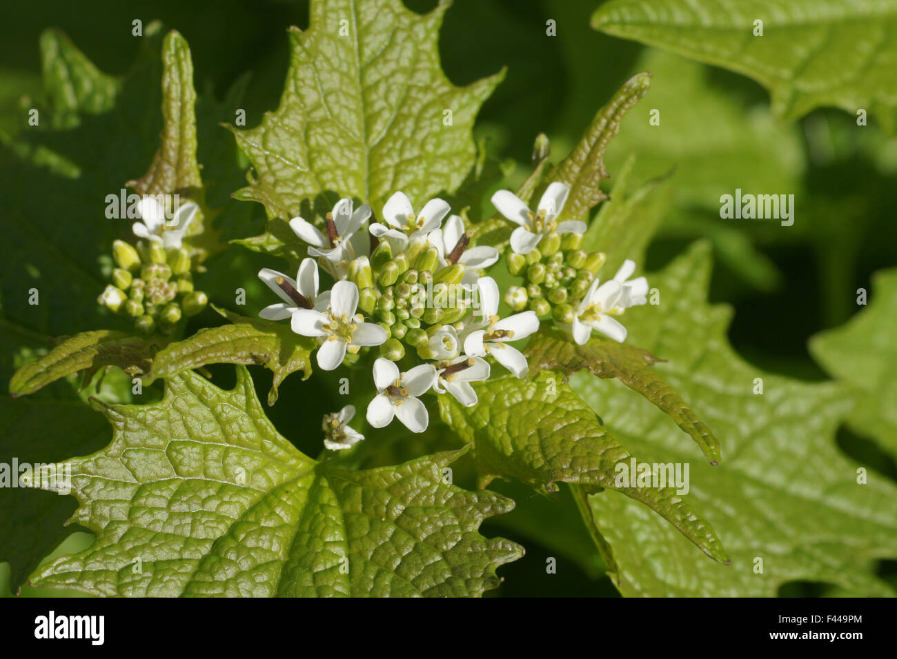 Ail de la haie Banque D'Images
