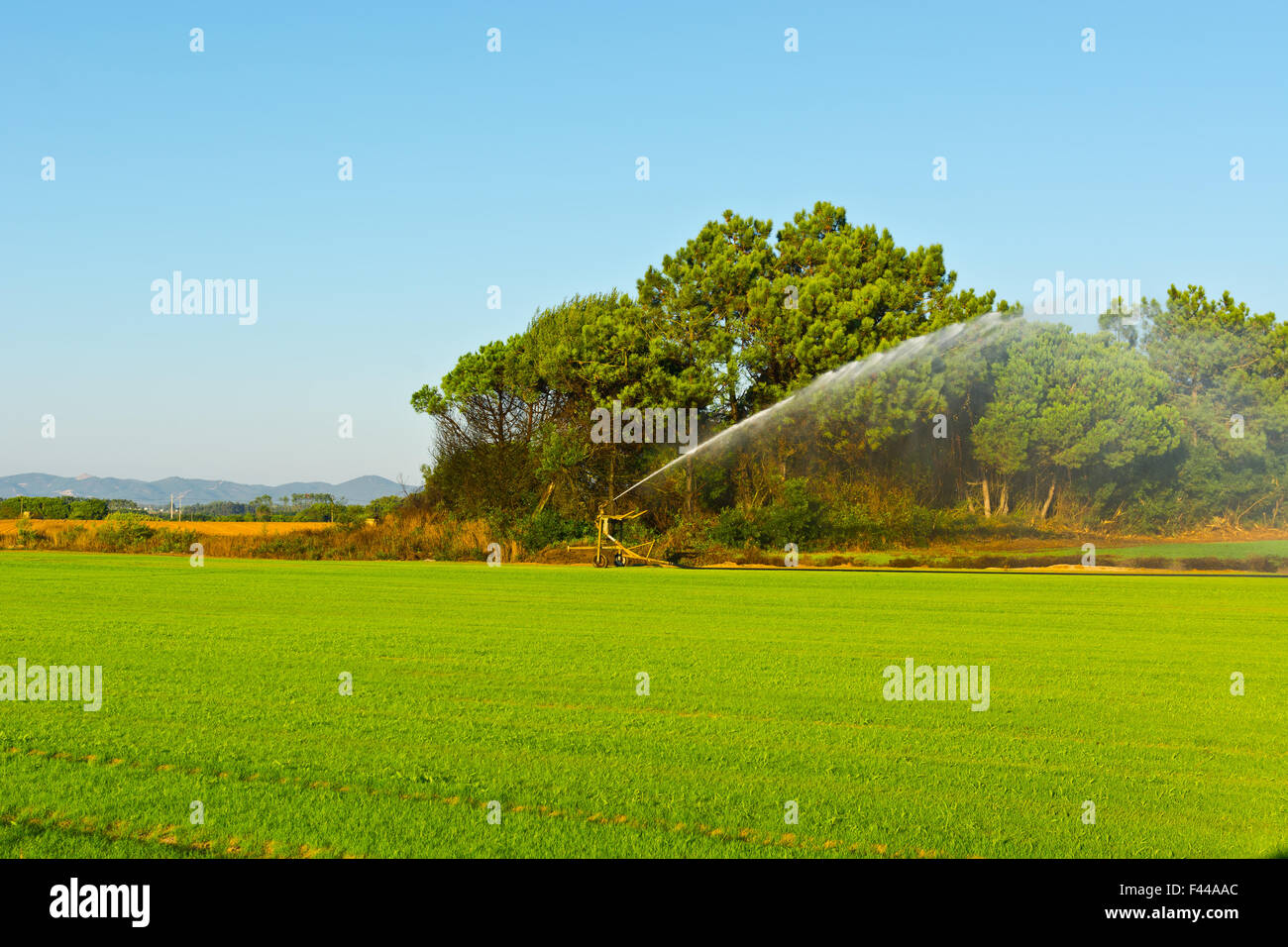 L'irrigation par aspersion Banque D'Images