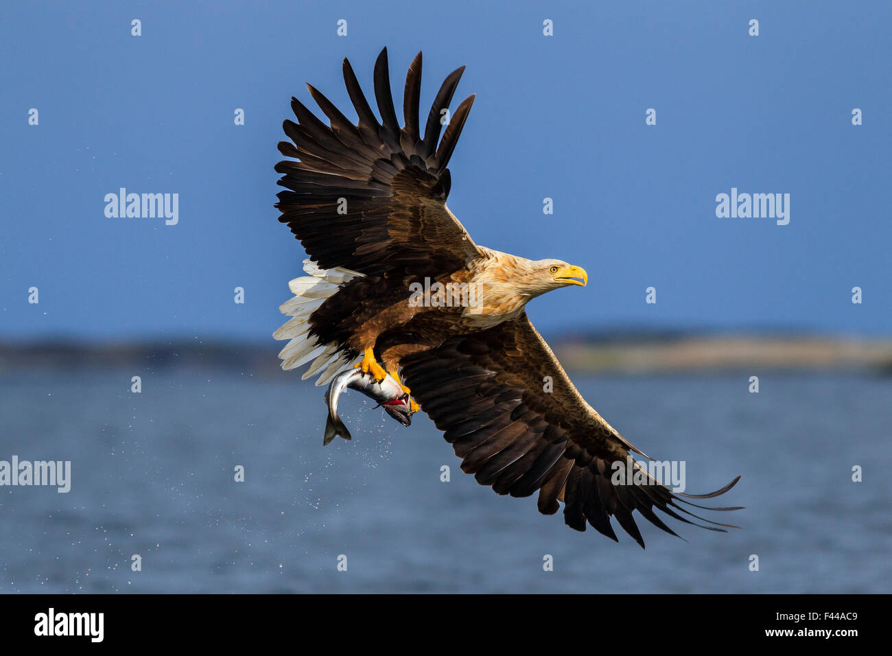 Pygargue à queue blanche (Haliaeetus albicilla) en vol, avec des poissons proies. Flatanger, Norvège, mai. Banque D'Images