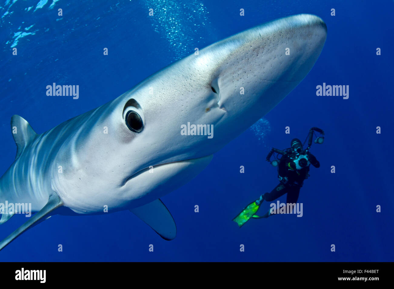 Grand requin bleu Banque de photographies et d'images à haute résolution -  Alamy