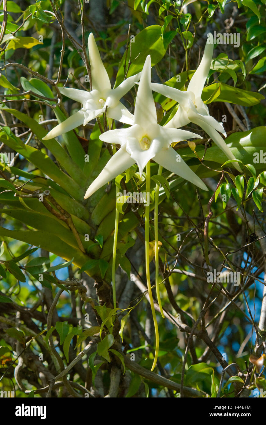 Darwin's Orchid (Angraecum sesquipedale) essence qui est pollinisée par une espèce d'ergot, d'Ambila, Madagascar. Photographie prise sur l'emplacement pour BBC 'Wild Madagascar' Série, août 2009. Banque D'Images