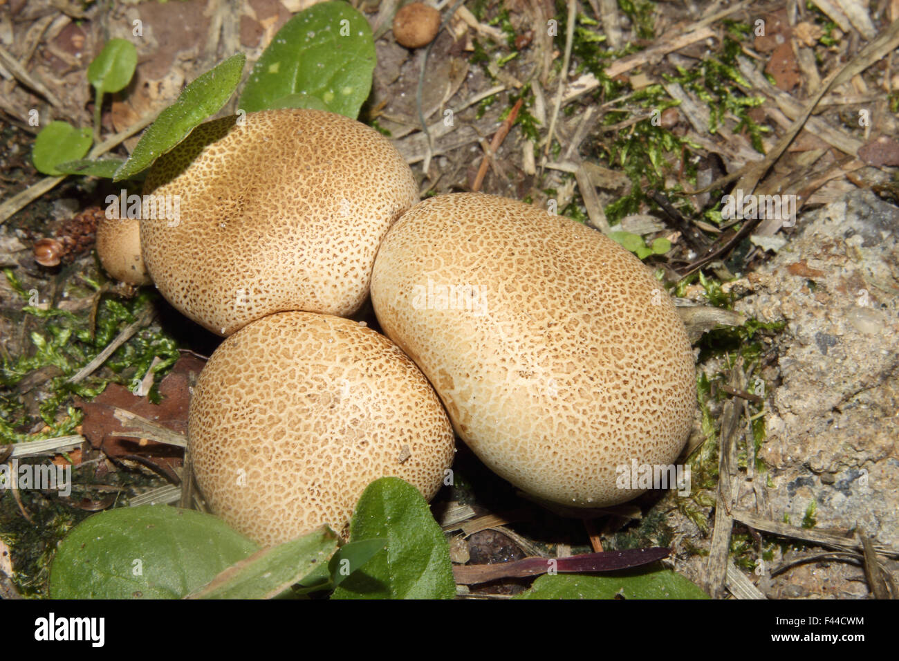 Un groupe de champignons puffball. Banque D'Images