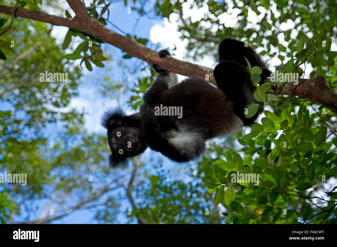 L'Indri (Indri Indri) portrait de l'habitat de forêt tropicale. Madagascar. Banque D'Images