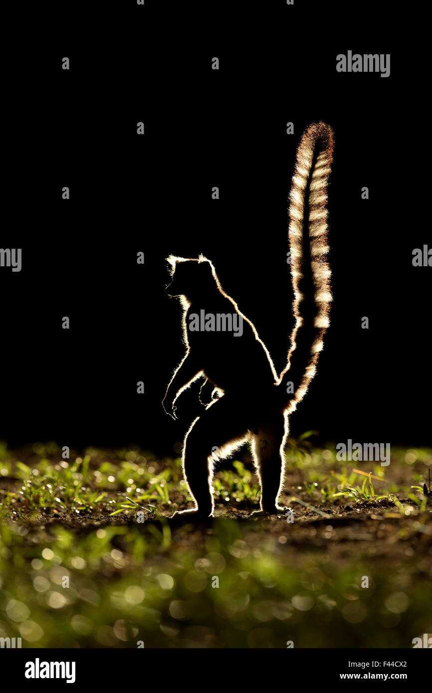 Mococo (Lemur catta) qui se profile, à Madagascar. Banque D'Images