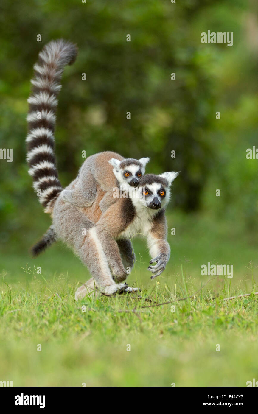 Mococo (Lemur catta) mère avec bébé sur le dos. Madagascar. Banque D'Images