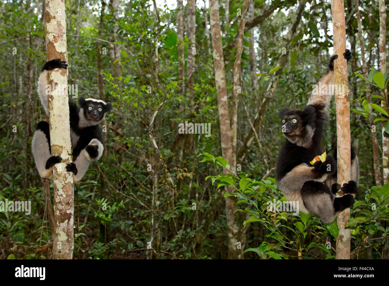 L'Indri (Indri Indri) sur les arbres de la forêt tropicale dans l'habitat. Madagascar. Banque D'Images