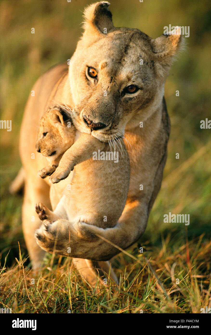 Lioness (Panthera leo) portant son cub, Masai-Mara Game Reserve, Kenya Banque D'Images