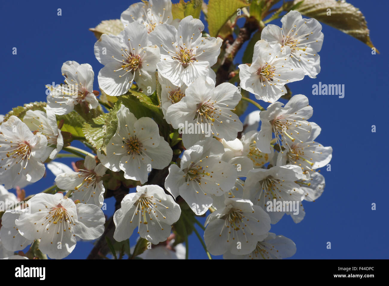 Cerise sauvage Banque D'Images