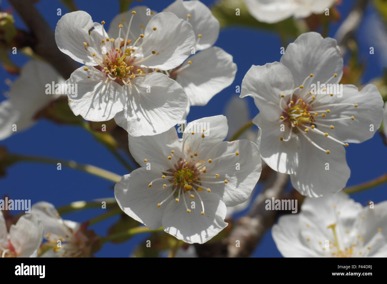 Cerise sauvage Banque D'Images