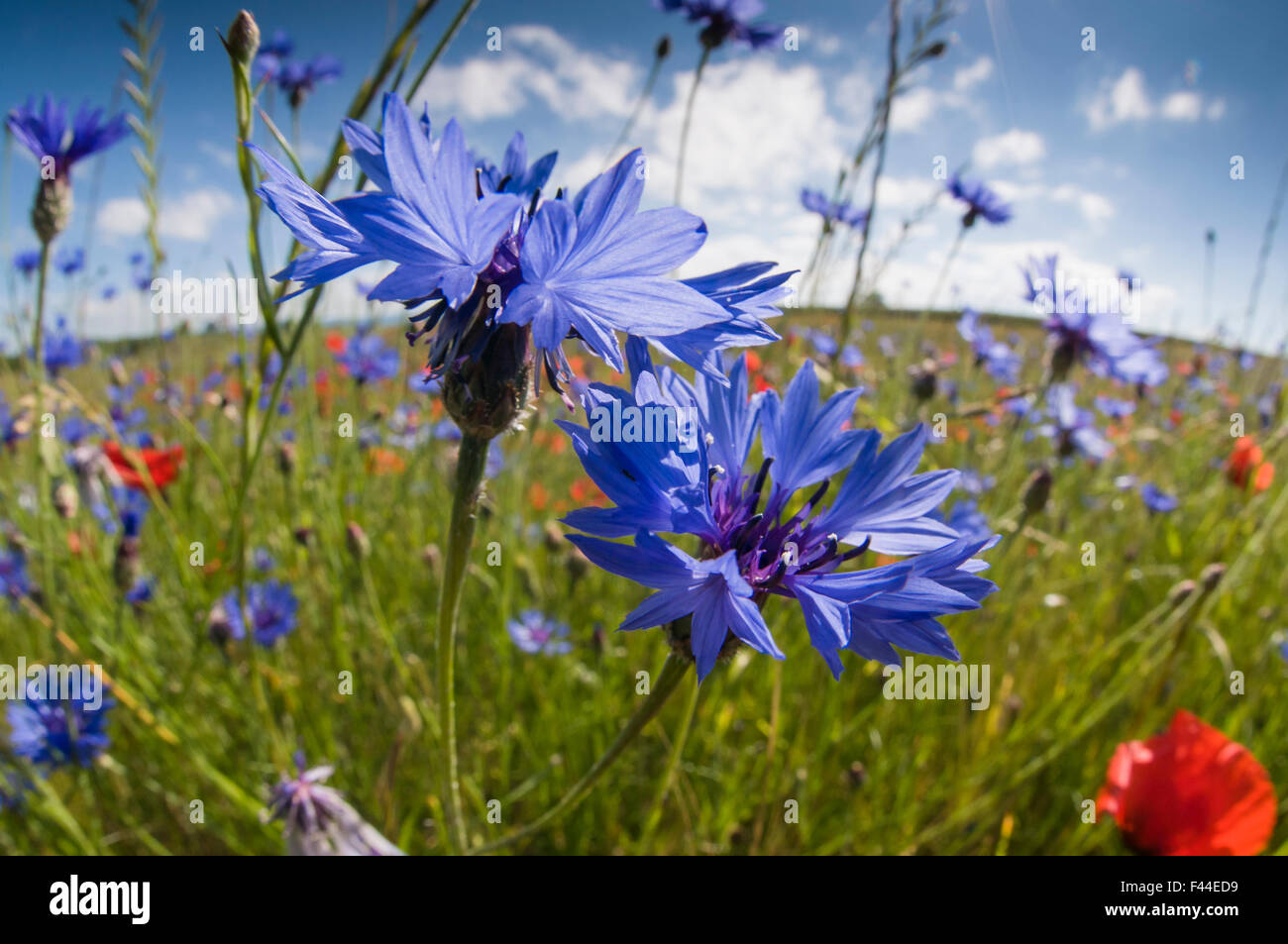 Bleuet (Centaurea cyanus) croissant sur les champs en jachère près de Orvieto, Ombrie, Italie, juin. Prises avec objectif fisheye Banque D'Images