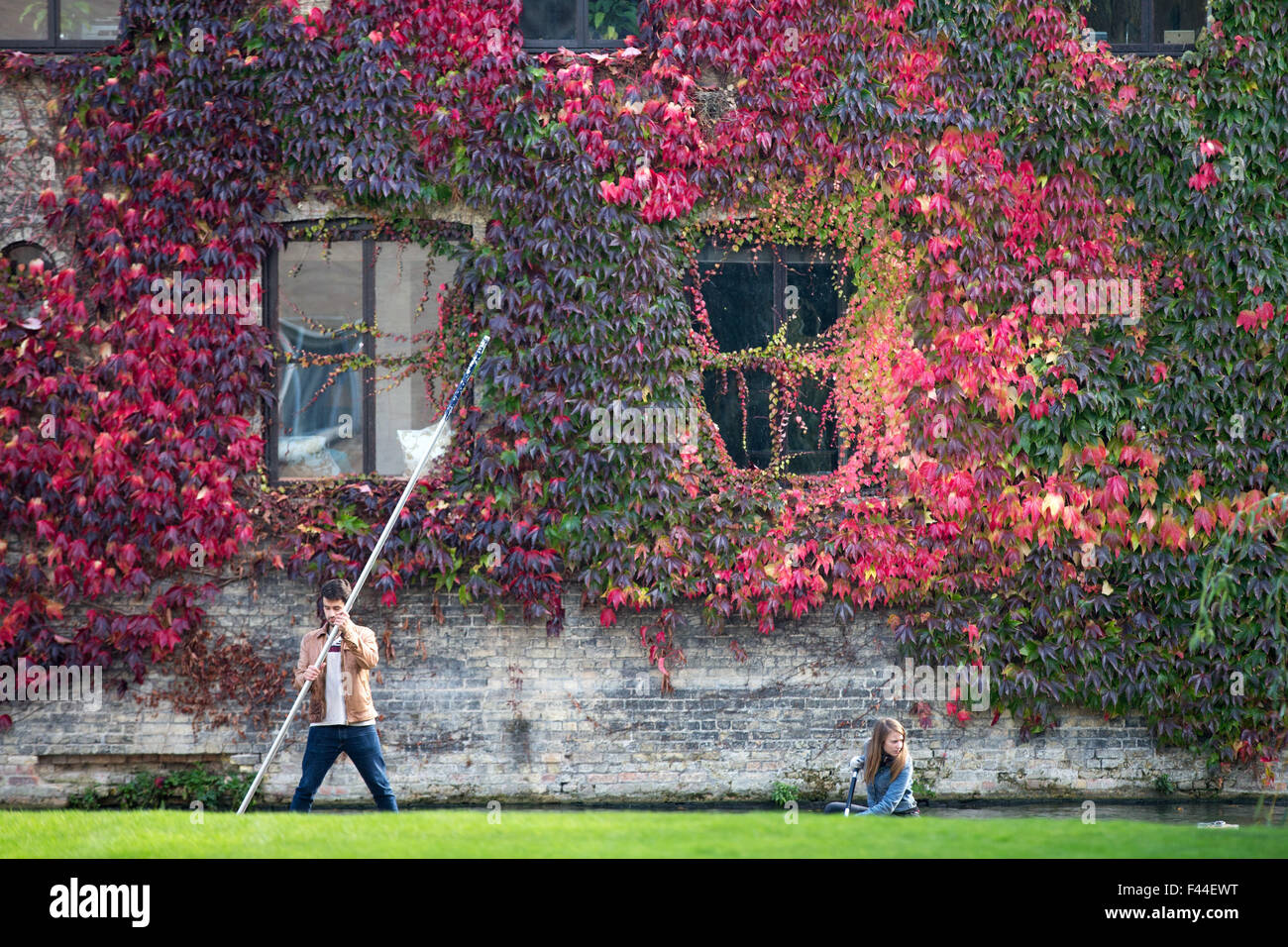 Mur de lierre de Boston au St John's College de Cambridge University. Banque D'Images