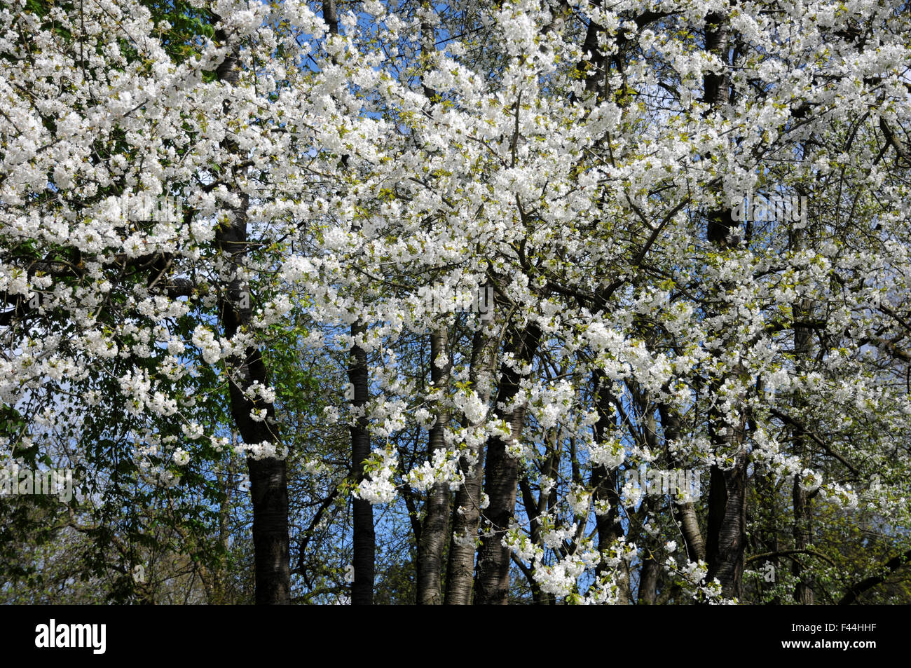 Cerise sauvage Banque D'Images